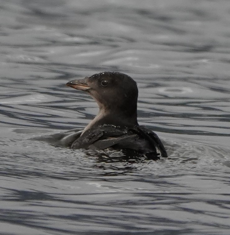 Rhinoceros Auklet - ML609152238