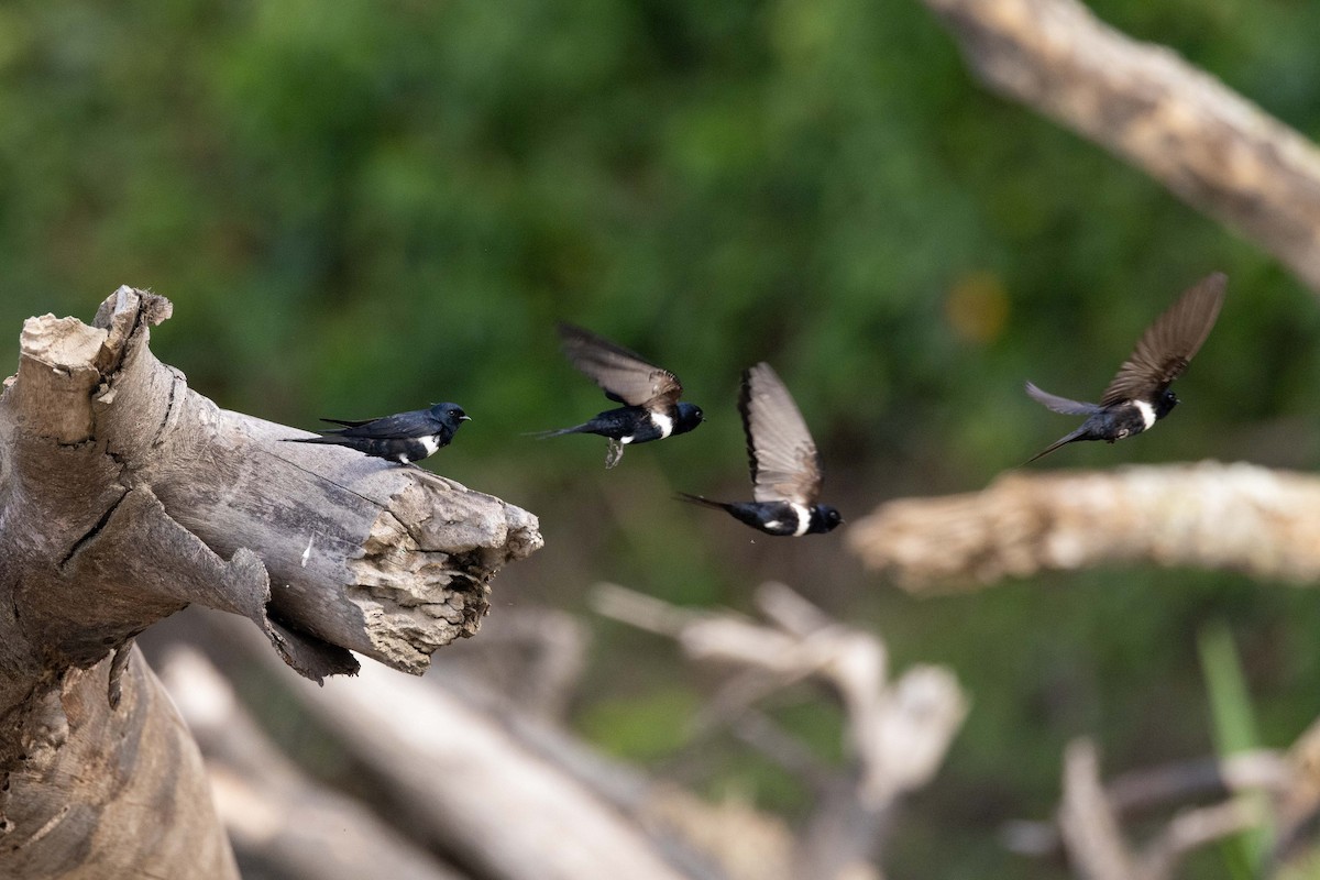 White-banded Swallow - ML609152286