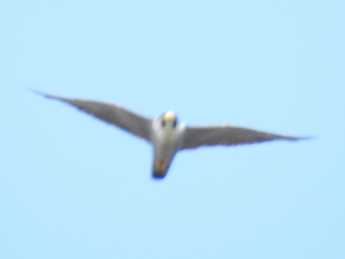 Peregrine Falcon - Dennis S Main