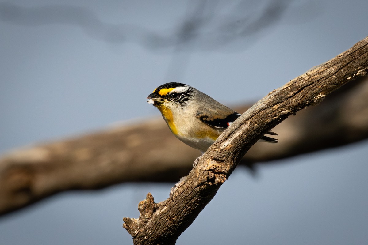 Pardalote Estriado - ML609152427