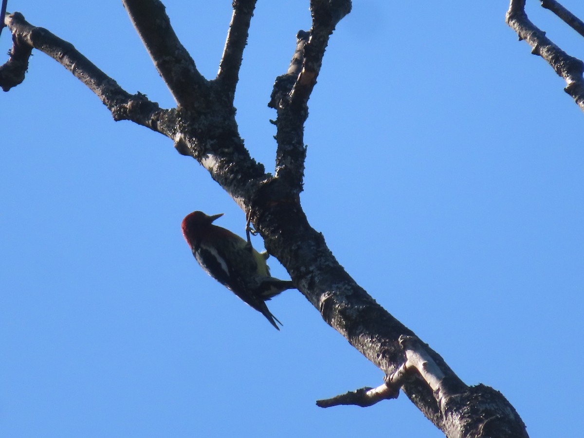 Red-breasted Sapsucker - ML609152434