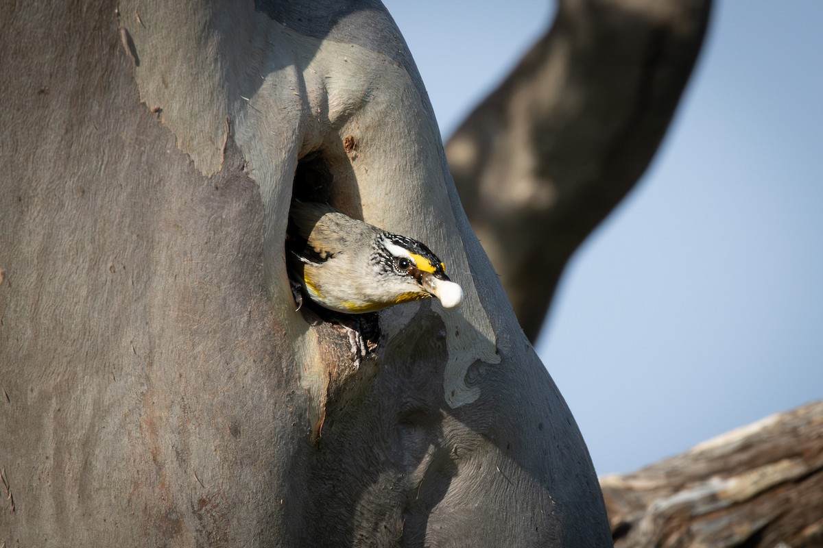 Pardalote Estriado - ML609152435