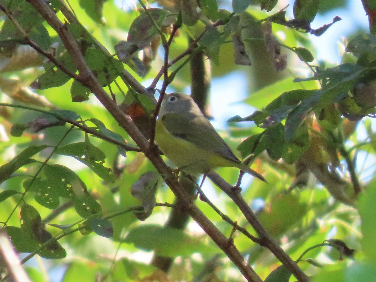 Nashville Warbler - ML609152474