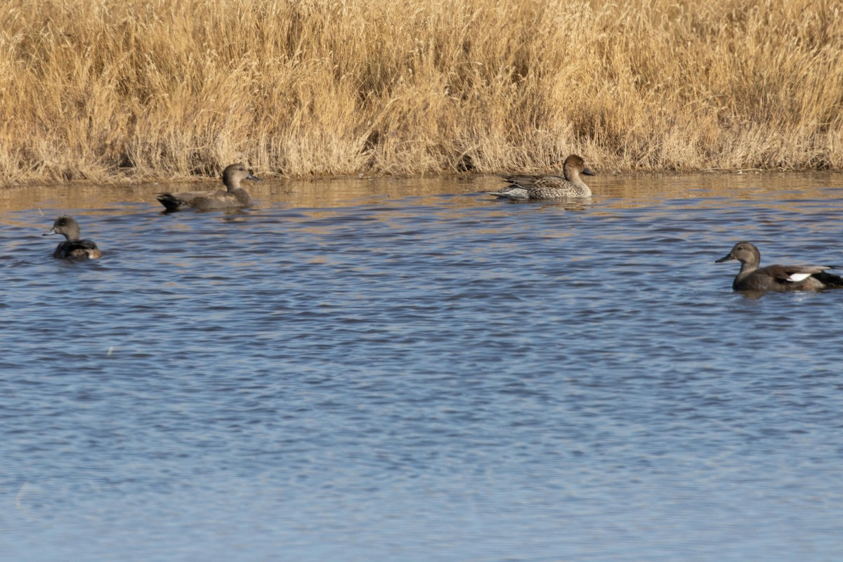 Northern Pintail - ML609152496