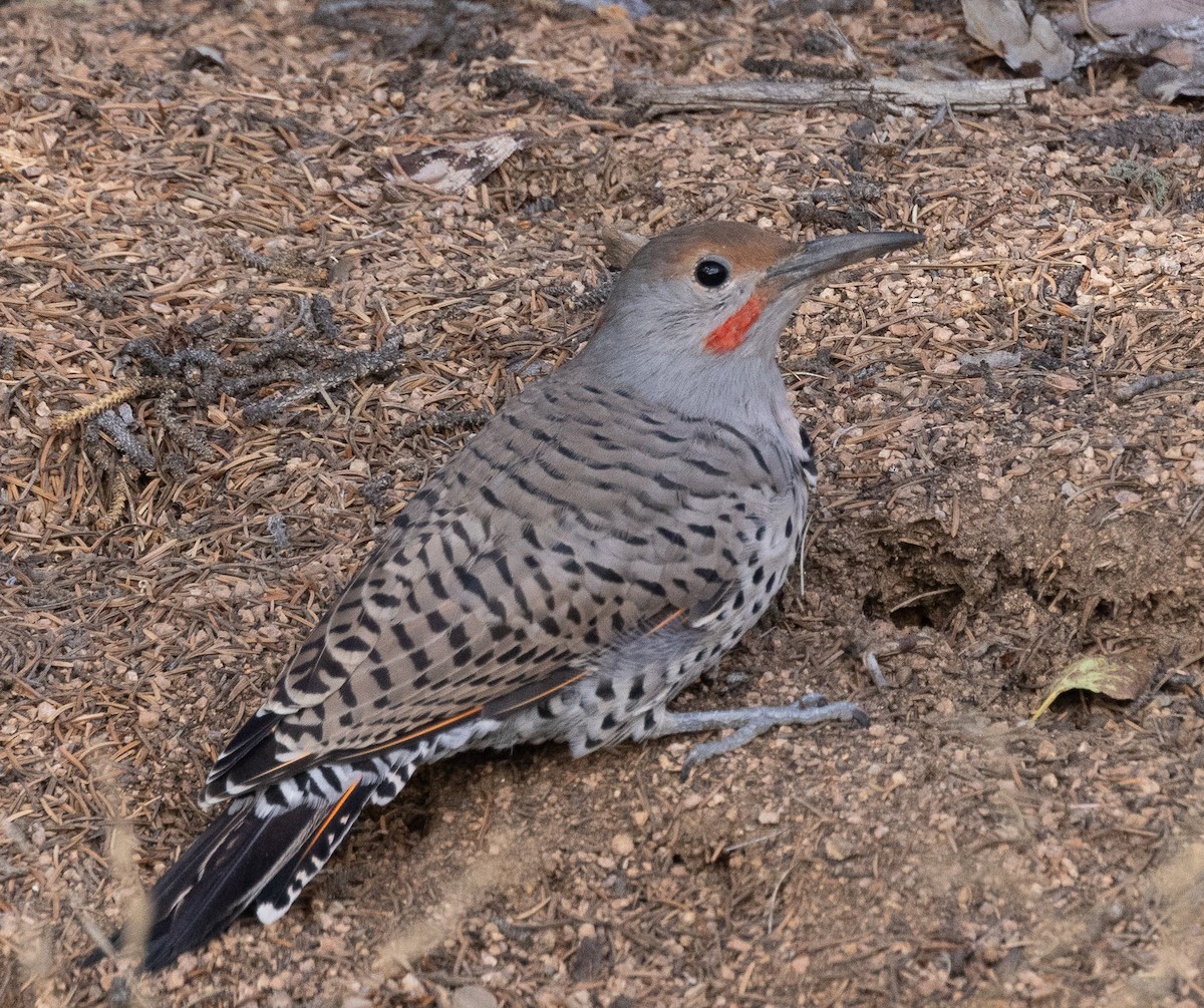 Northern Flicker (Red-shafted) - ML609152591