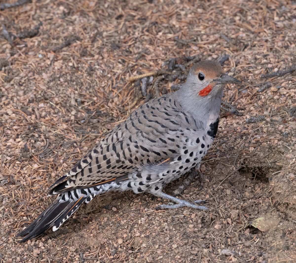 Northern Flicker (Red-shafted) - ML609152592