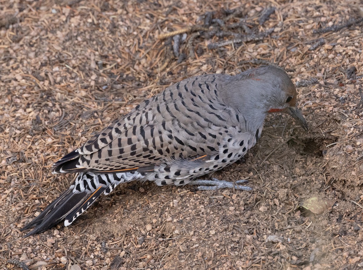 Northern Flicker (Red-shafted) - ML609152593