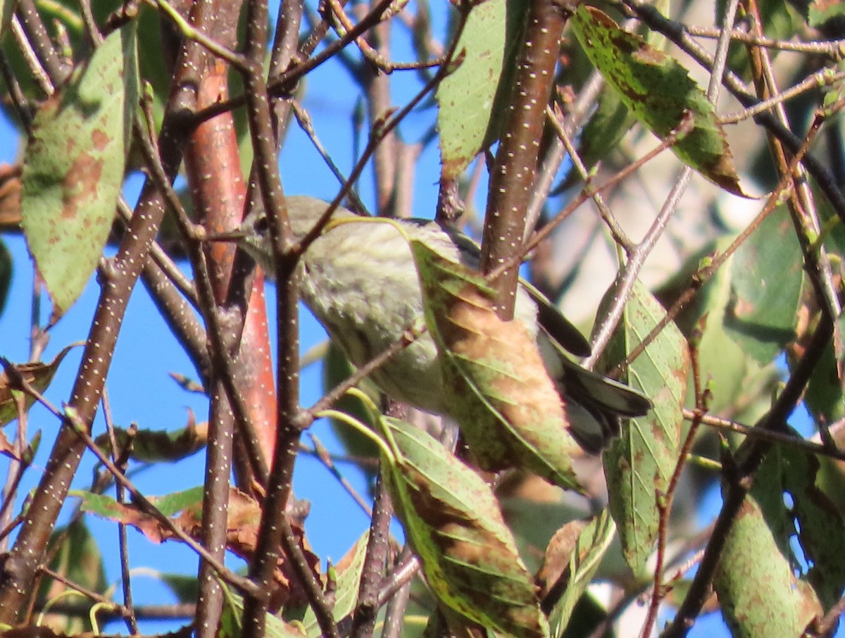 Cape May Warbler - ML609152669
