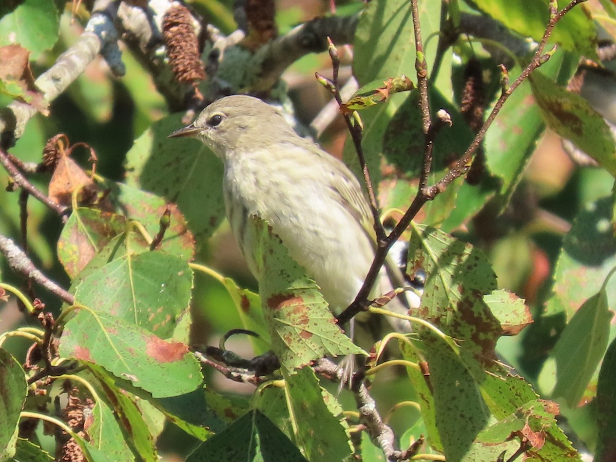 Cape May Warbler - ML609152670