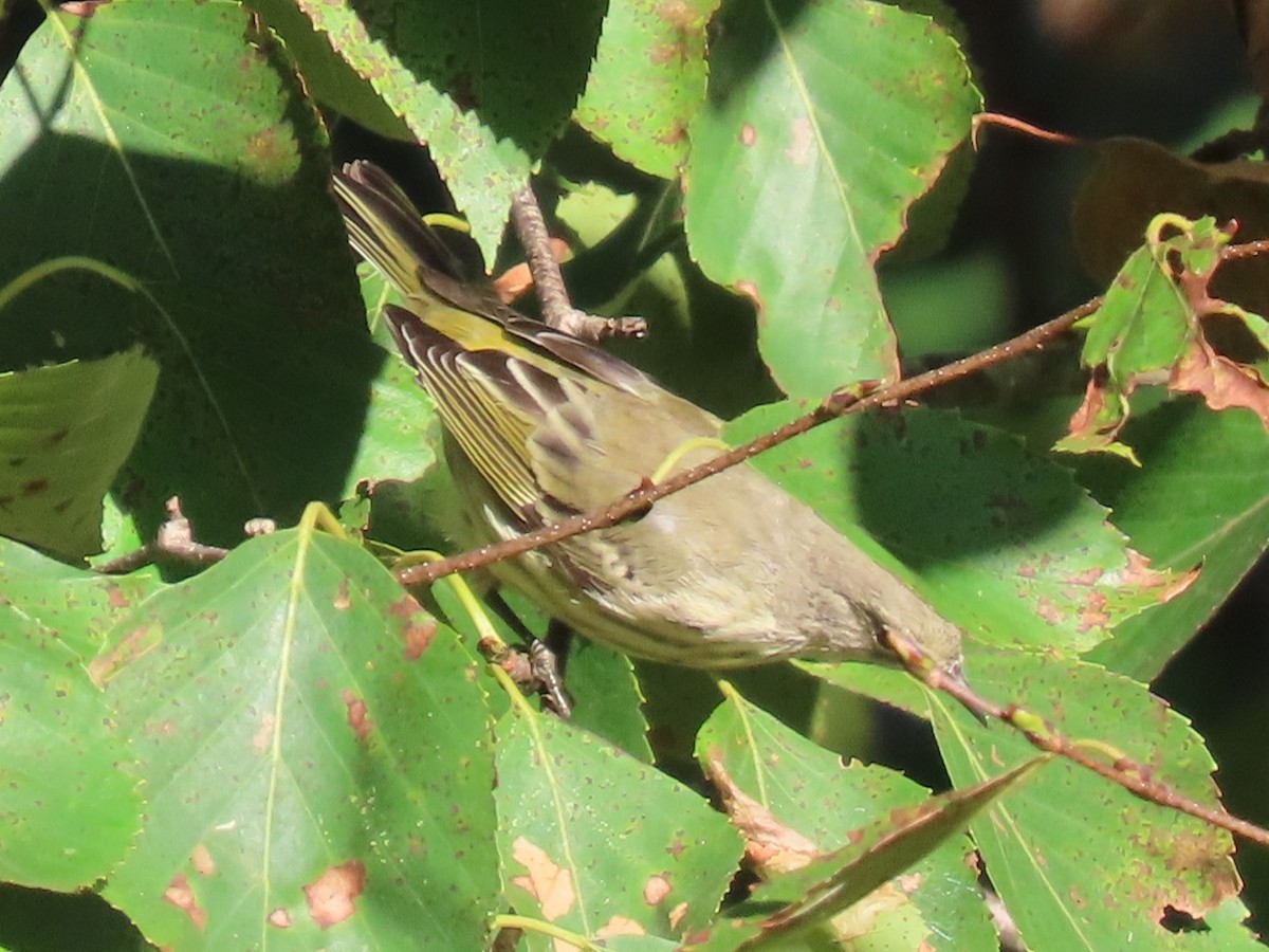 Paruline tigrée - ML609152671