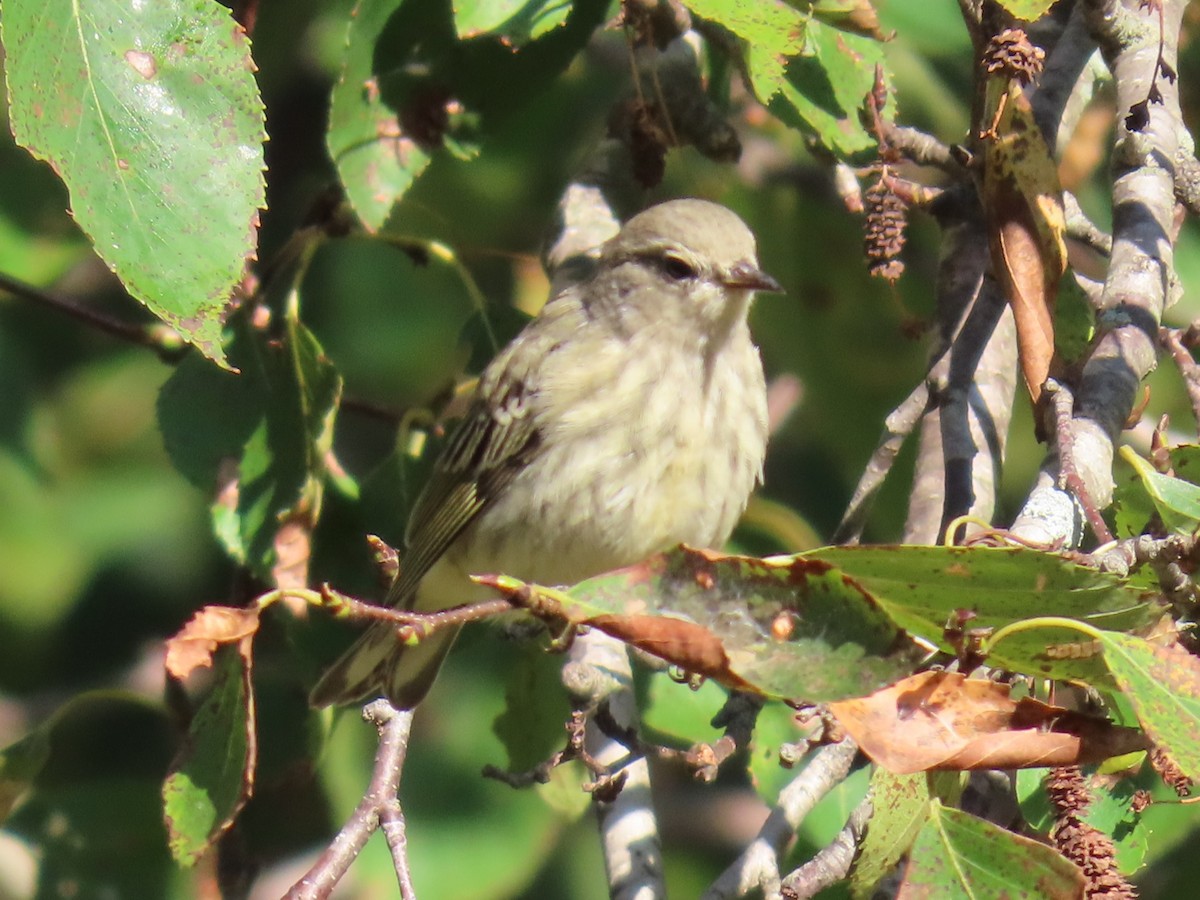 Cape May Warbler - ML609152672