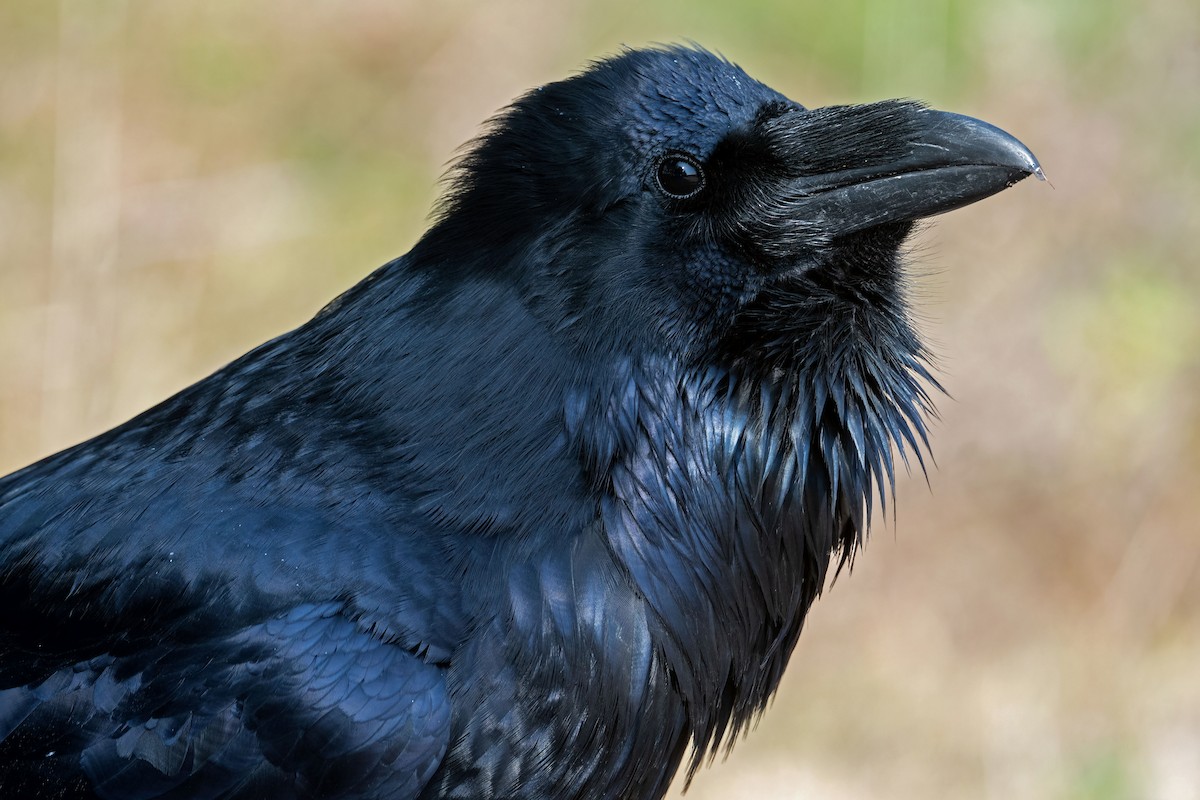 Common Raven - Lev Frid