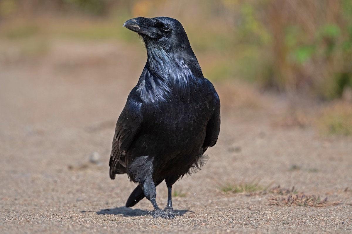 Common Raven - ML609152729