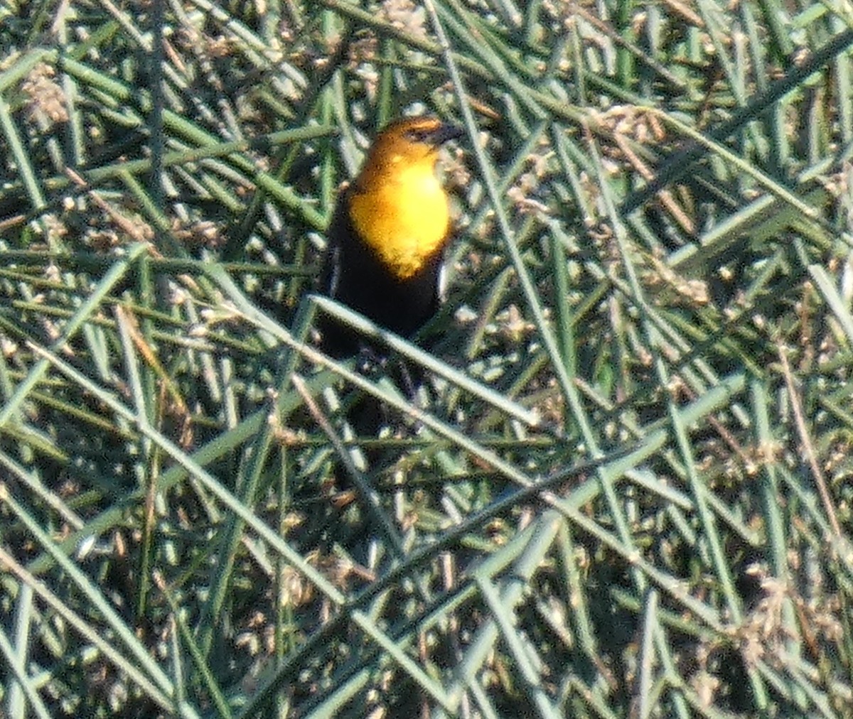 Yellow-headed Blackbird - ML609152732