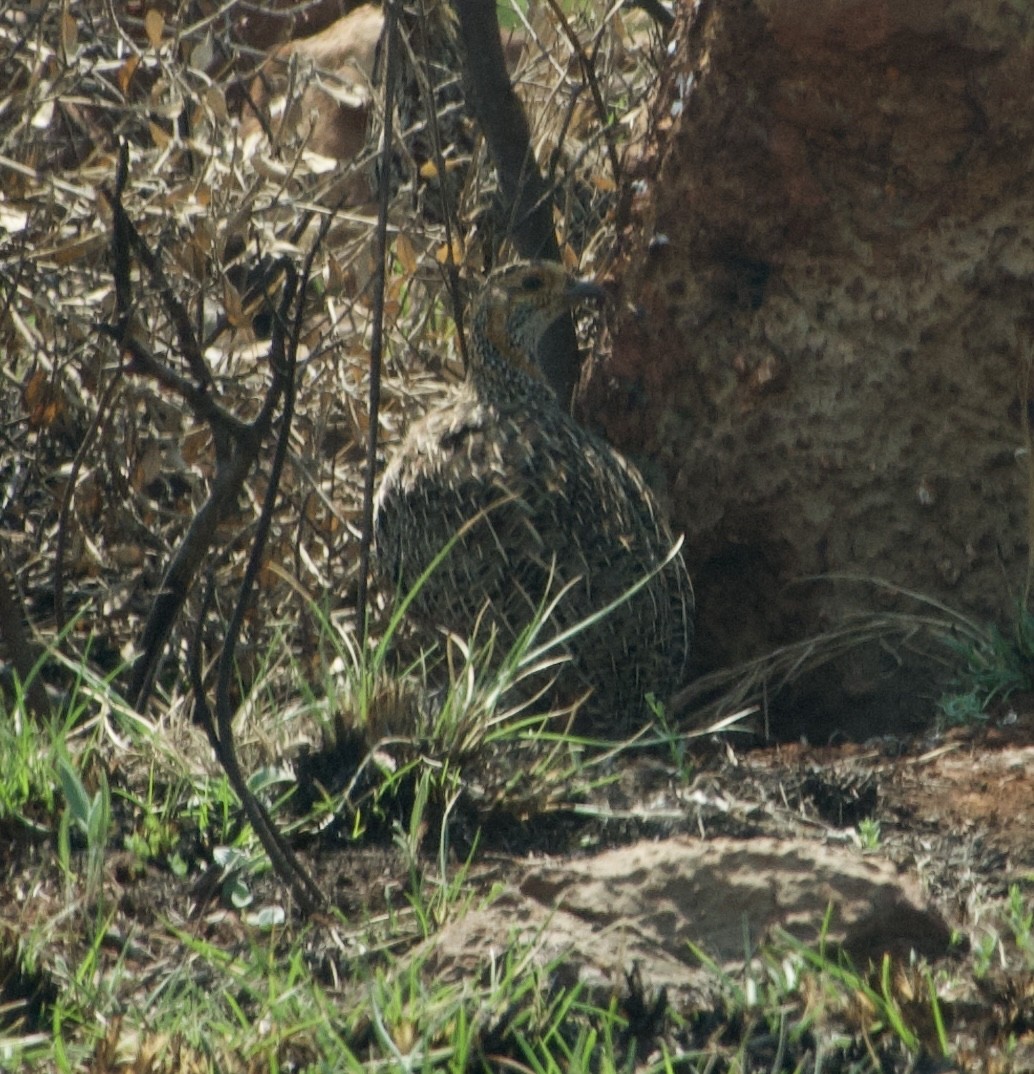 Francolin à ailes grises - ML609152785