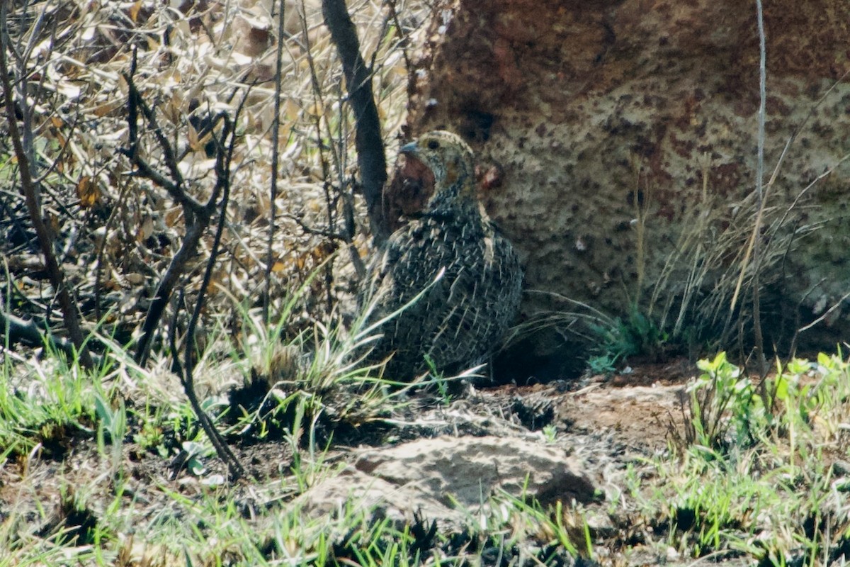 Gray-winged Francolin - ML609152786