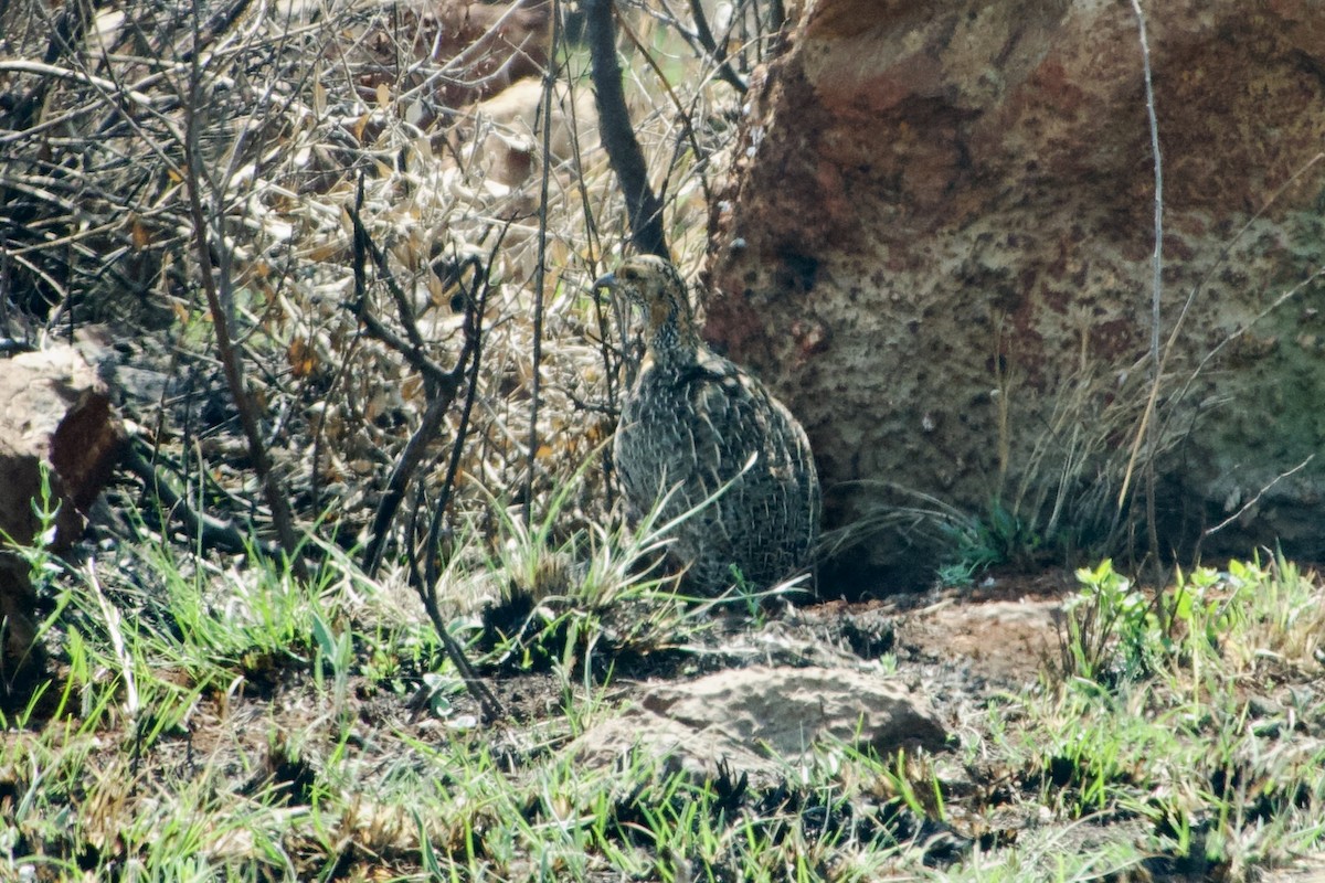 Francolin à ailes grises - ML609152787