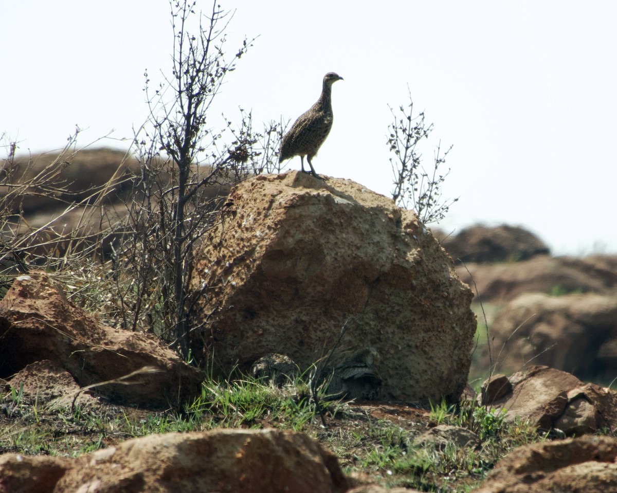 Francolin à ailes grises - ML609152788