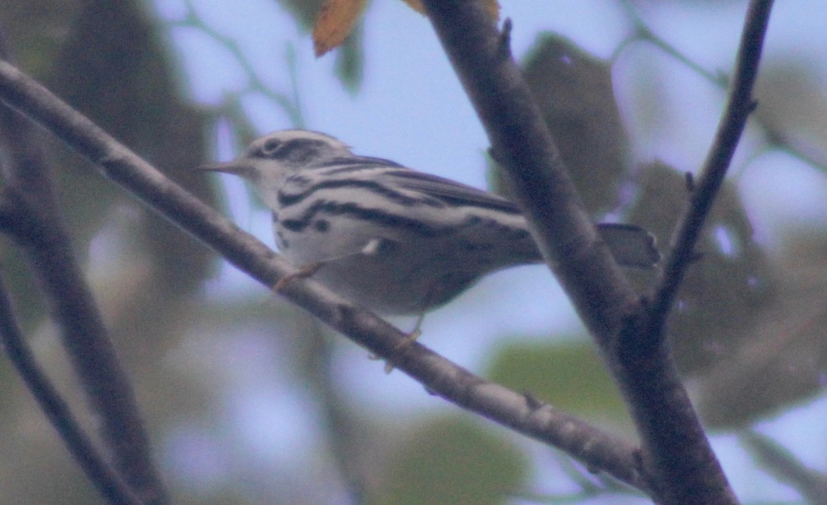 Black-and-white Warbler - ML609152828
