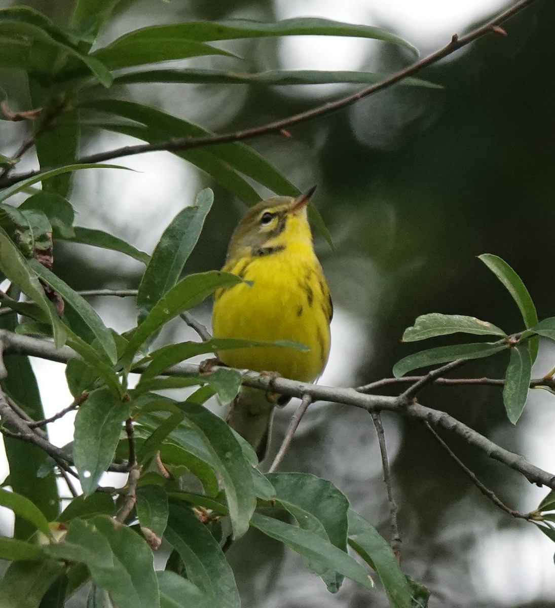 Prairie Warbler - Radka Osickova