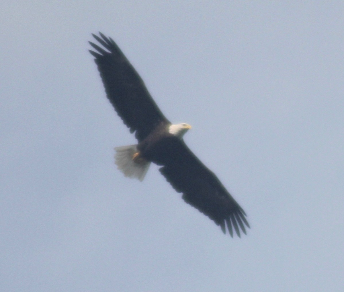Bald Eagle - ML609152861