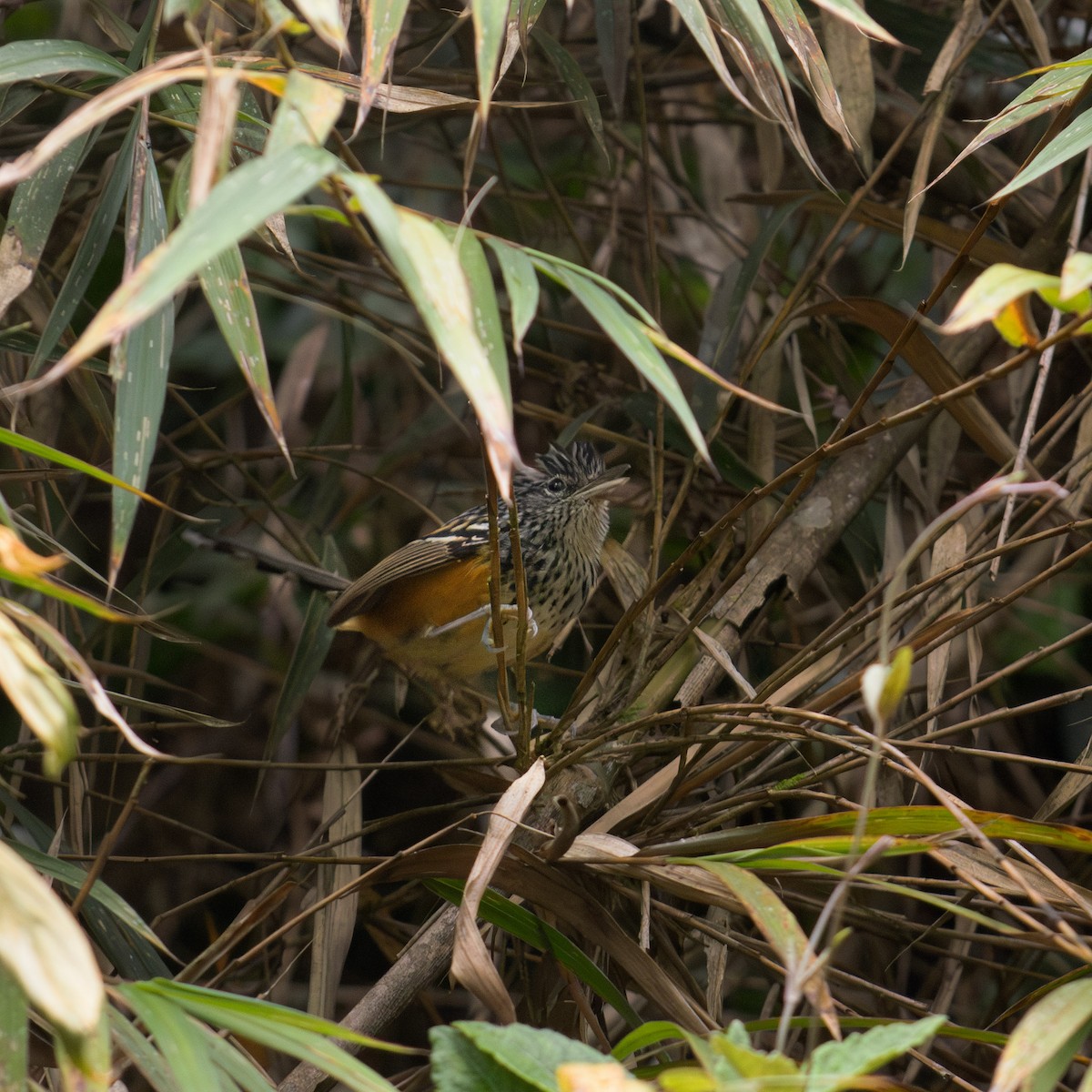 East Andean Antbird - ML609153131