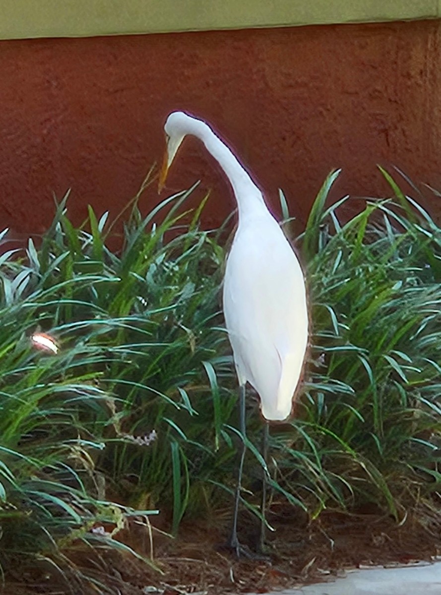 Great Egret (American) - ML609153221