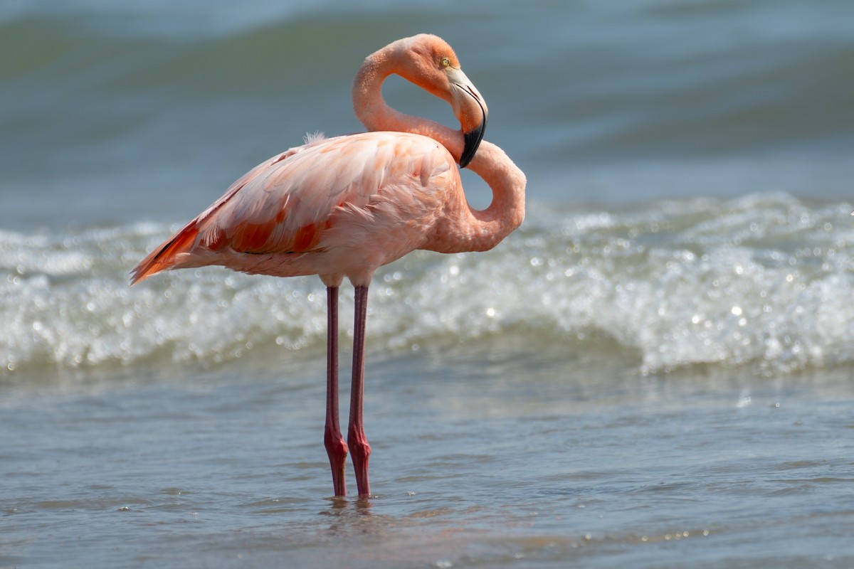 American Flamingo - Robert McLure