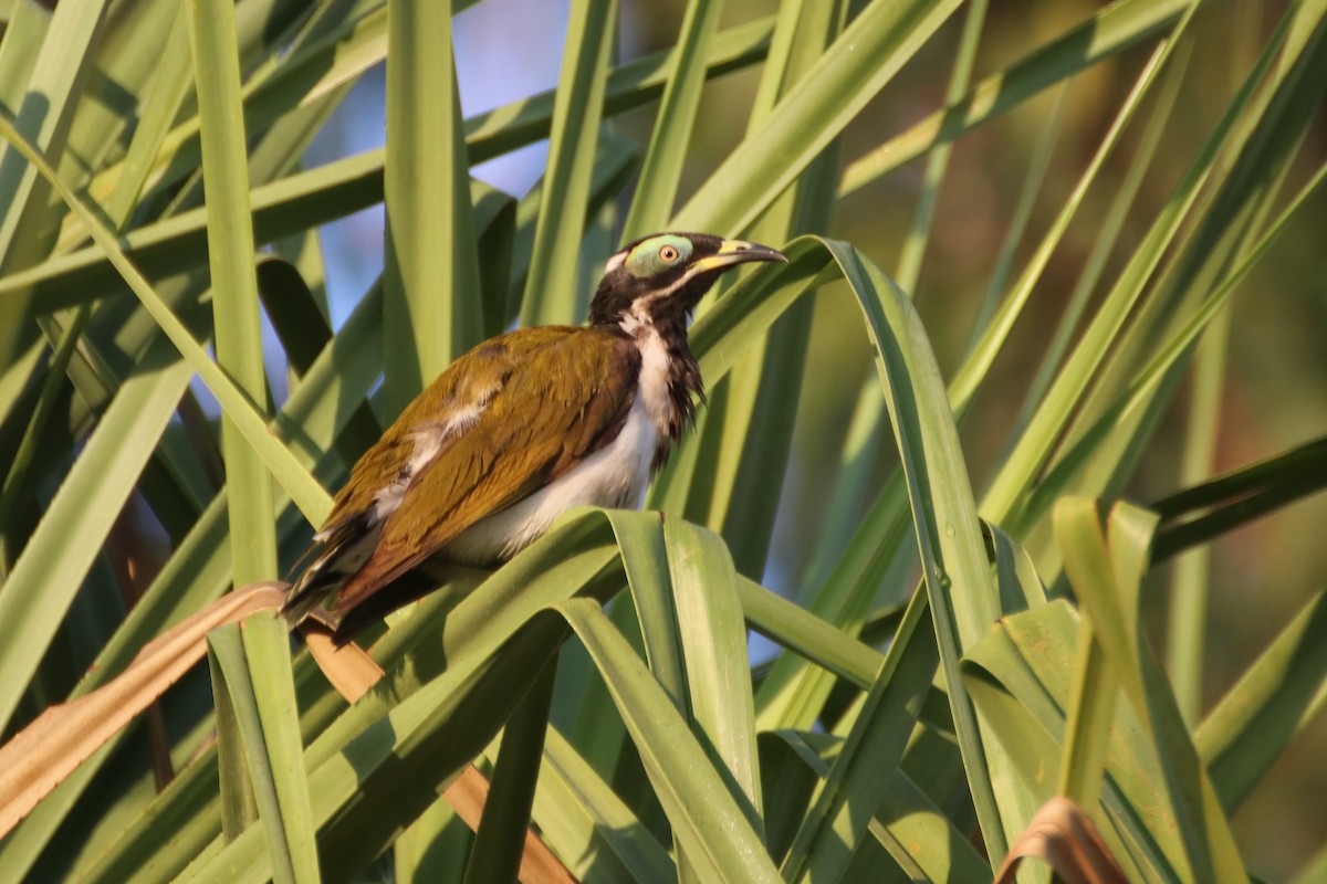 Blue-faced Honeyeater (White-quilled) - ML609153288