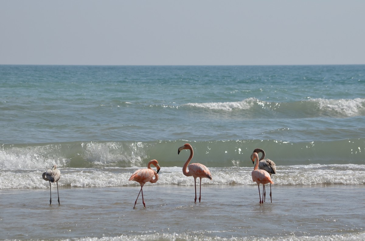 plameňák americký - ML609153308