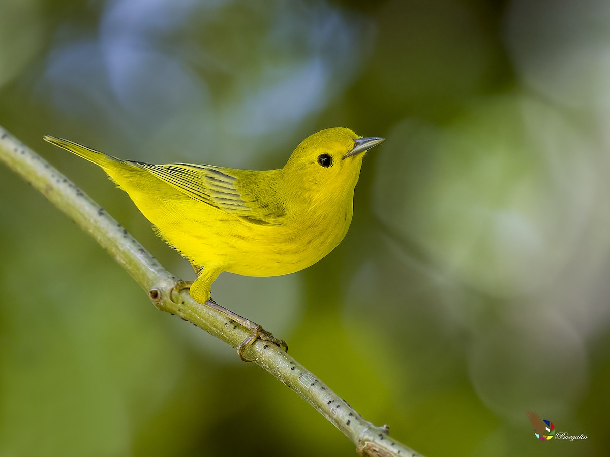 Northern/Mangrove Yellow Warbler - ML609153311