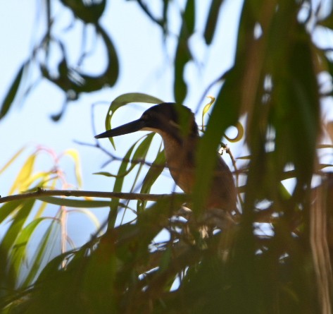 Azure Kingfisher - ML609153337