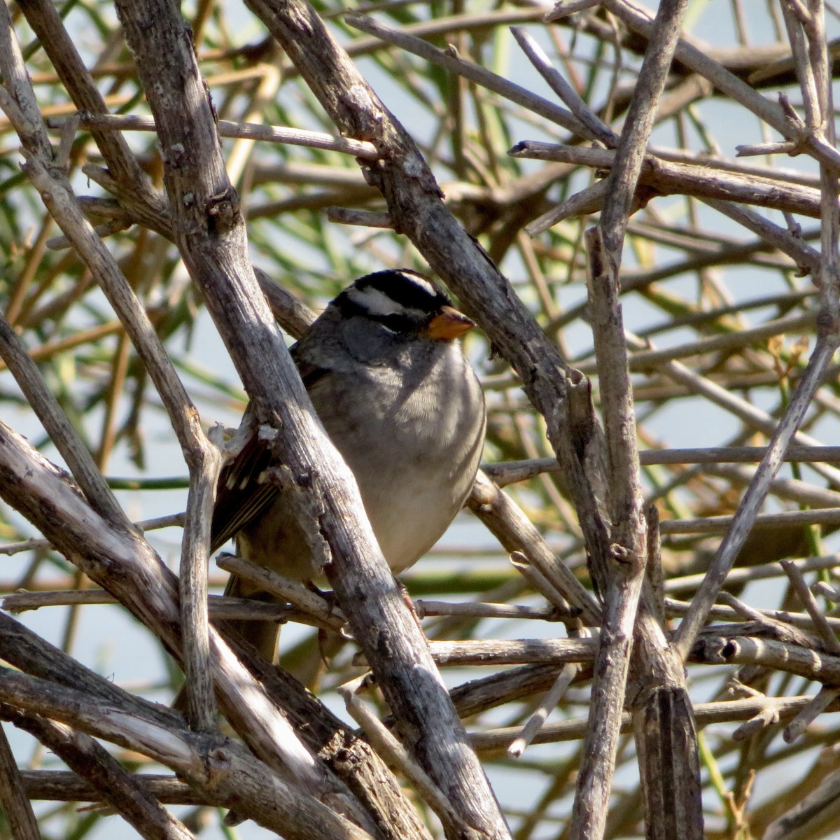 White-crowned Sparrow - ML609153338