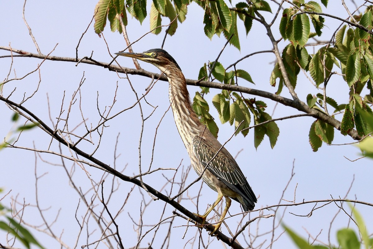 Green Heron - ML609153373