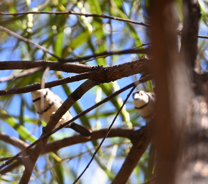 Double-barred Finch - ML609153385