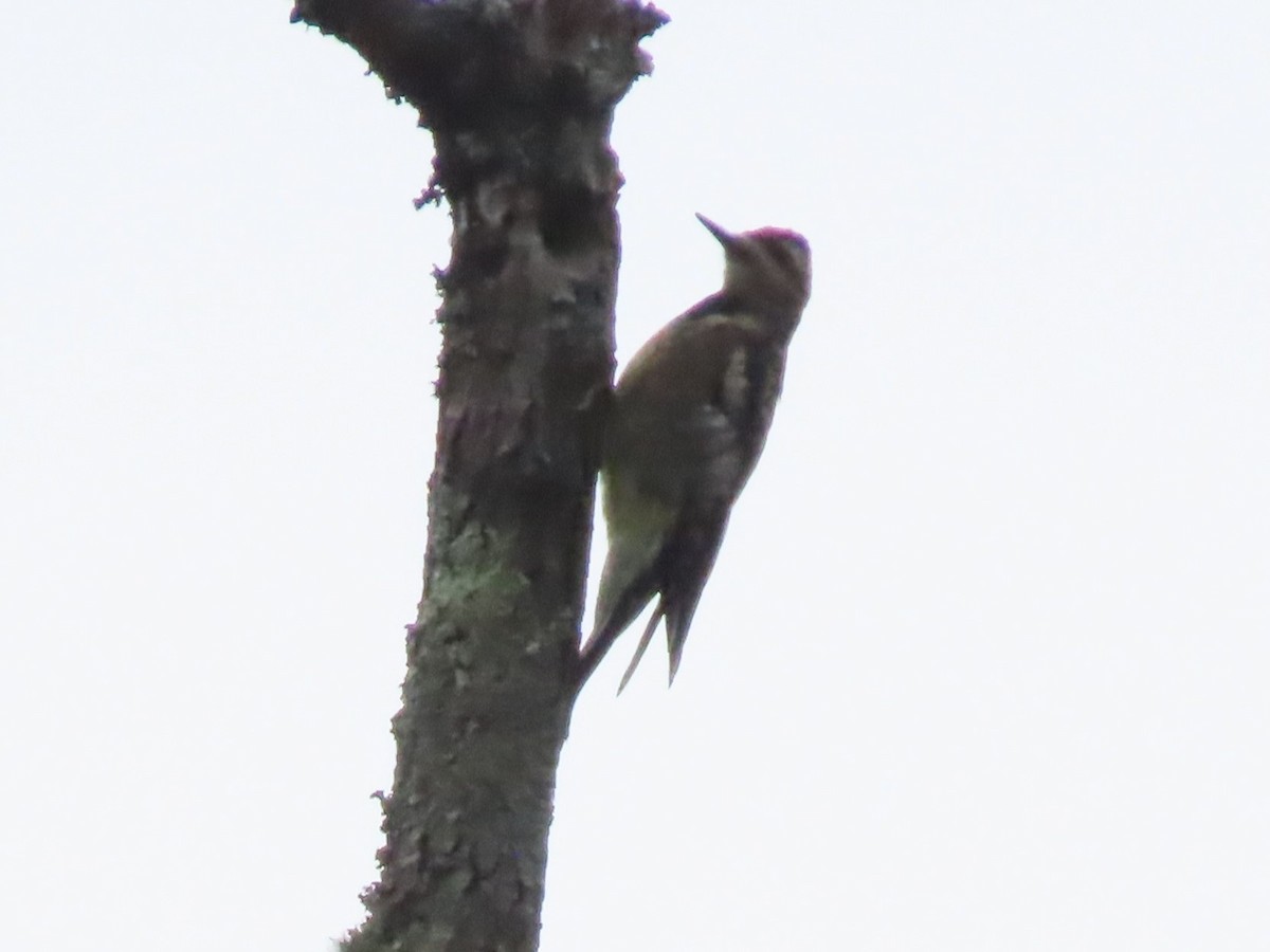 Yellow-bellied Sapsucker - ML609153392