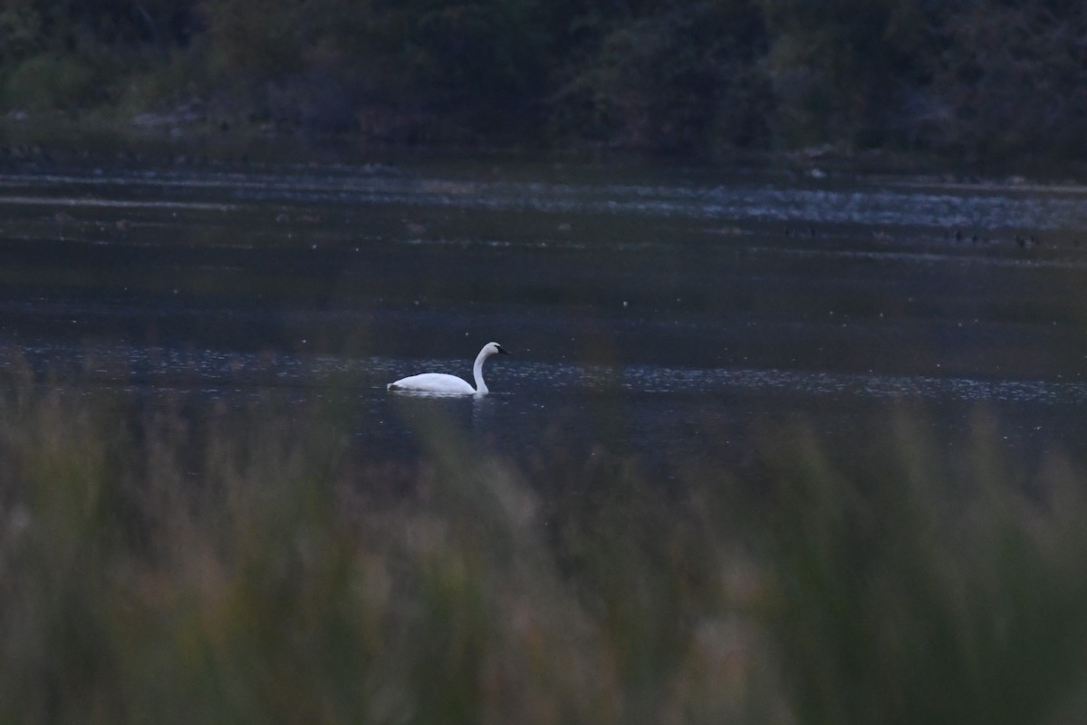 Trumpeter Swan - ML609153460