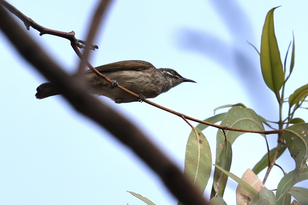 White-lined Honeyeater - ML609153532