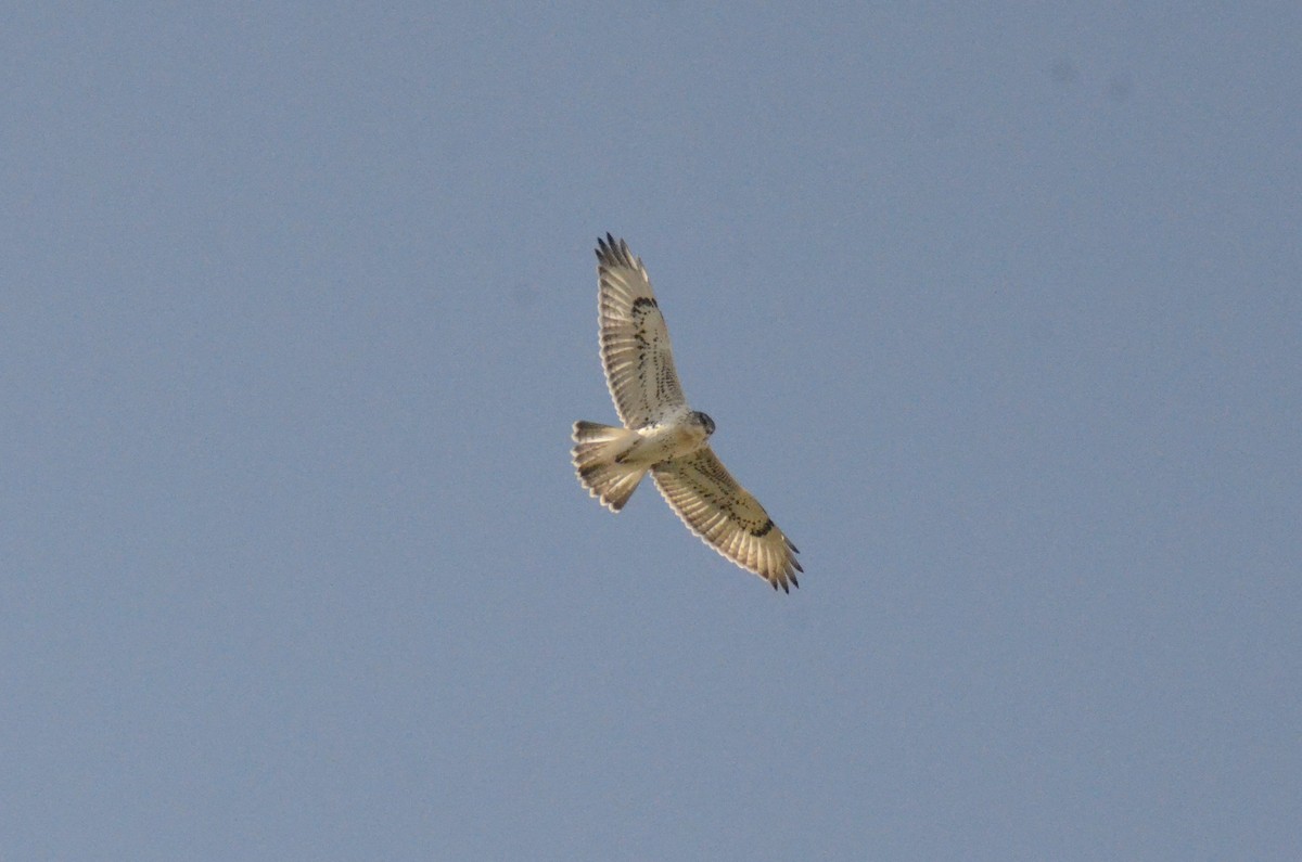 Ferruginous Hawk - ML609153542