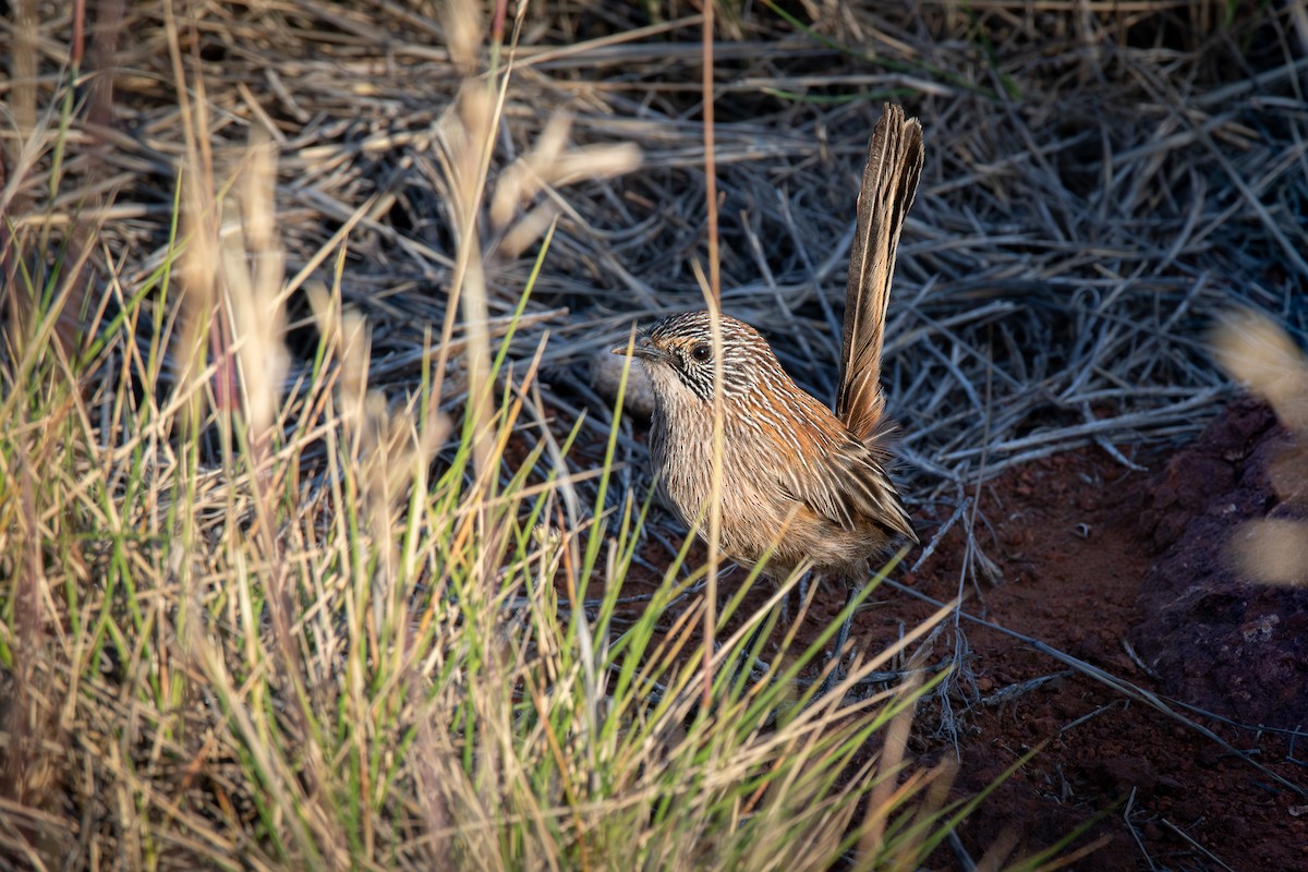 Short-tailed Grasswren - ML609153586