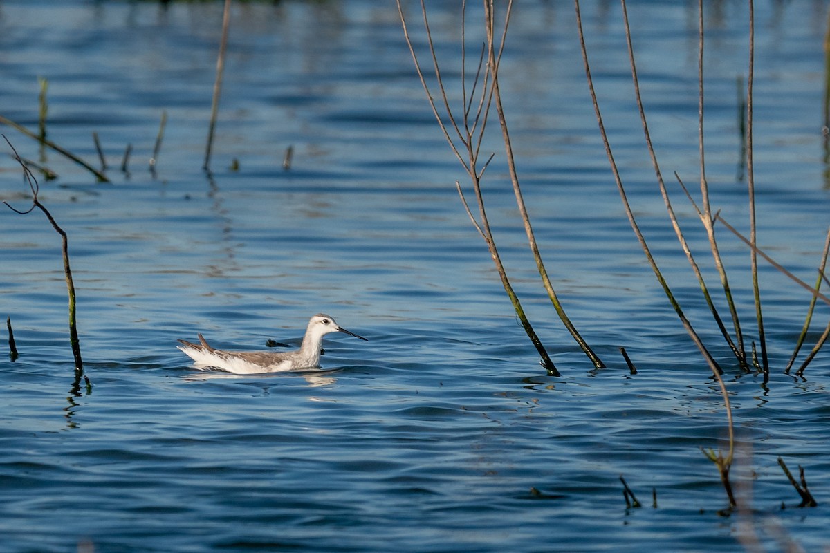 Wilson's Phalarope - ML609153599