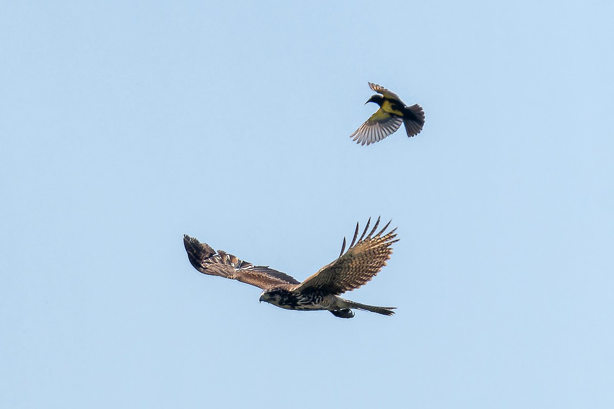 Harris's Hawk - ML609153605