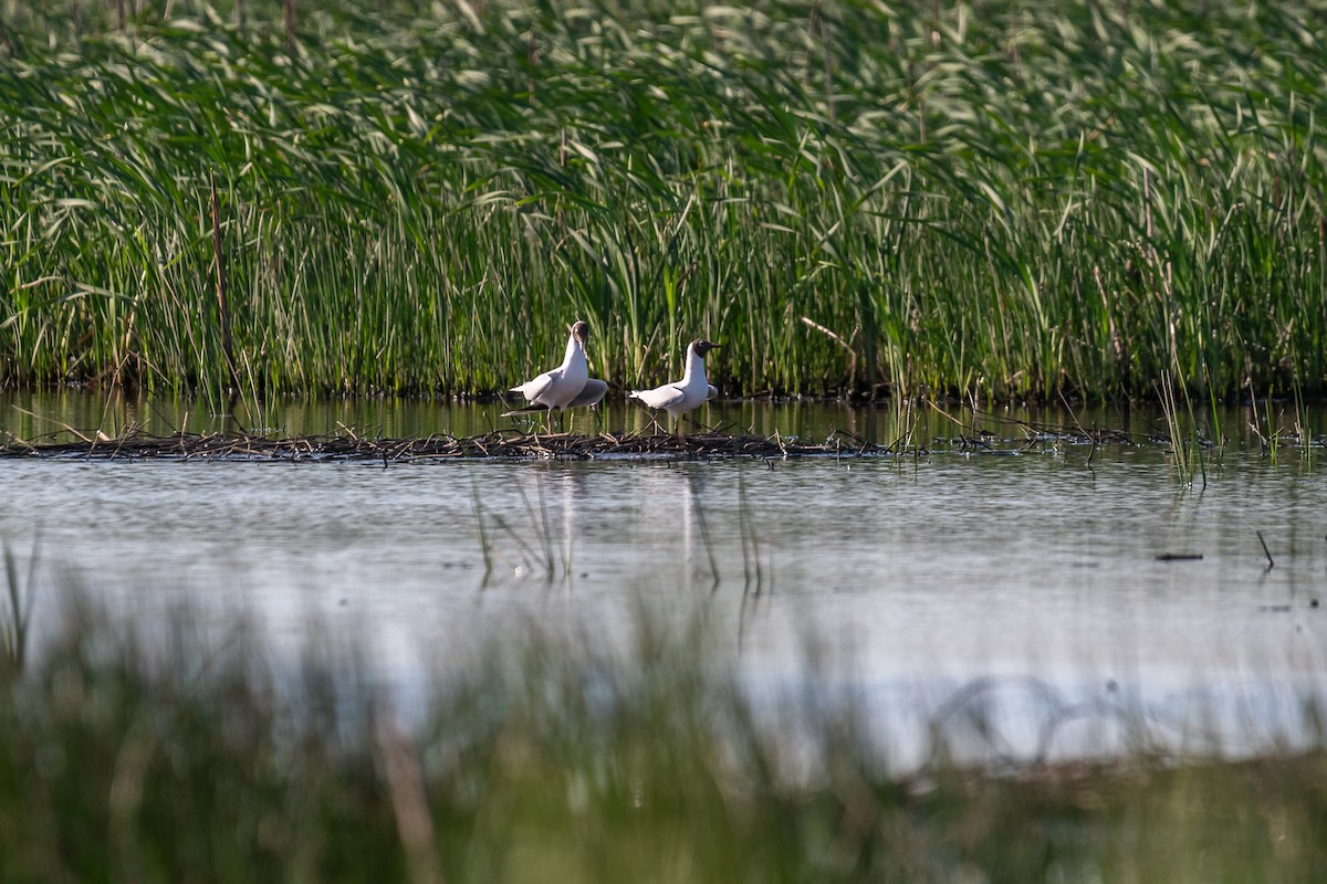 Brown-hooded Gull - ML609153606