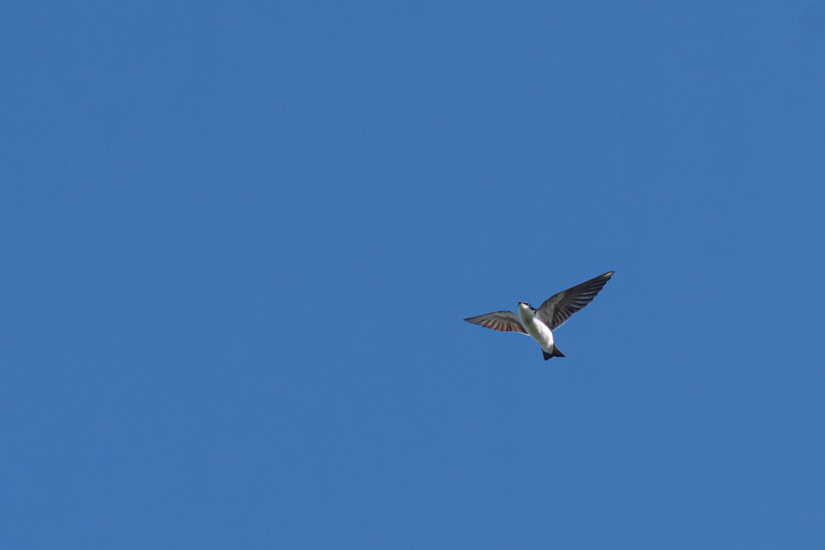 White-rumped Swallow - Pablo Ramos