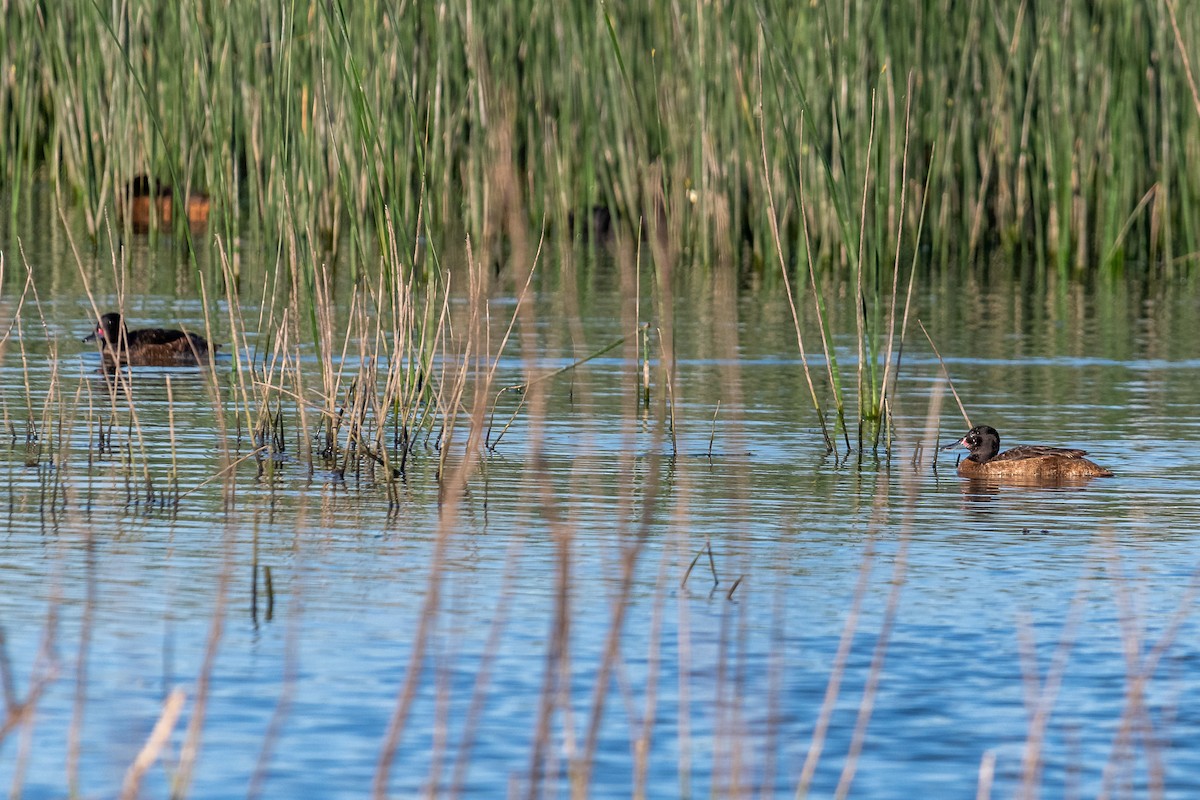 Black-headed Duck - ML609153615