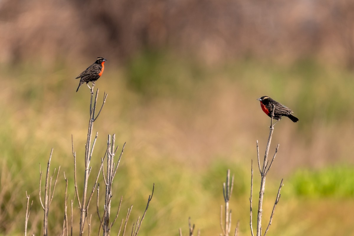 White-browed Meadowlark - ML609153619