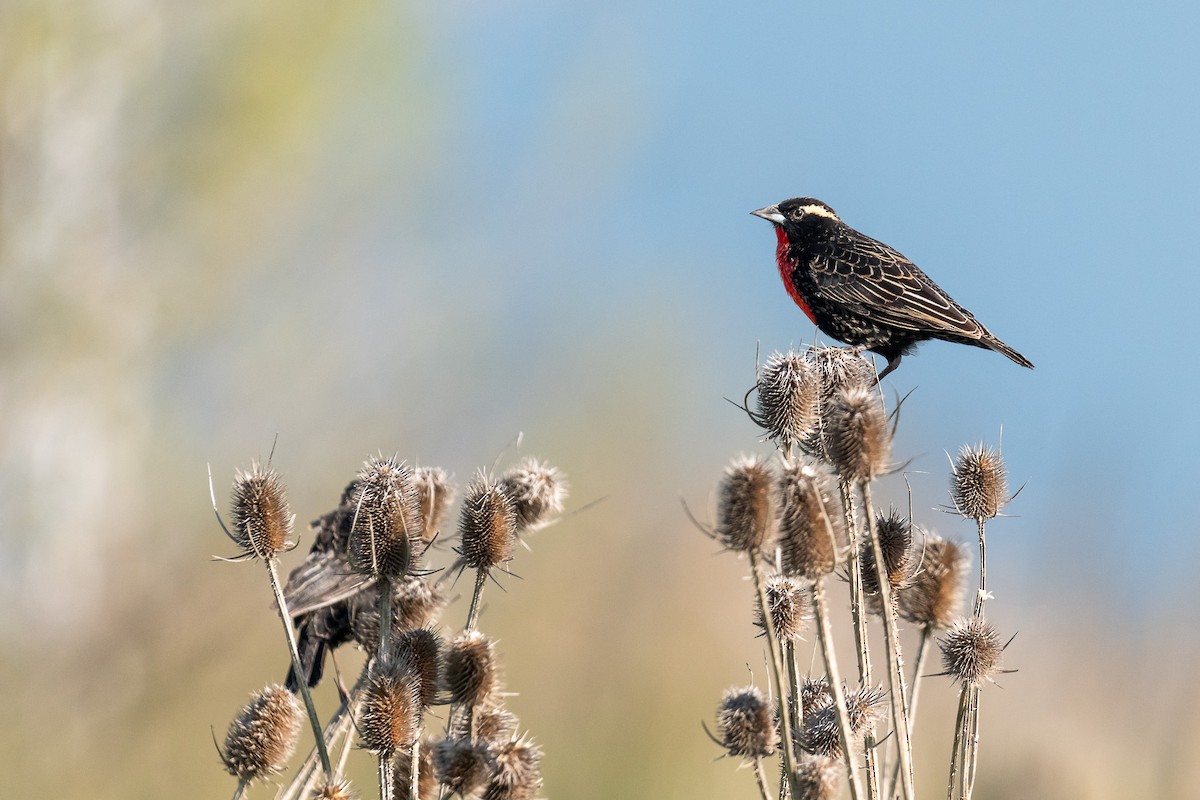 White-browed Meadowlark - ML609153620