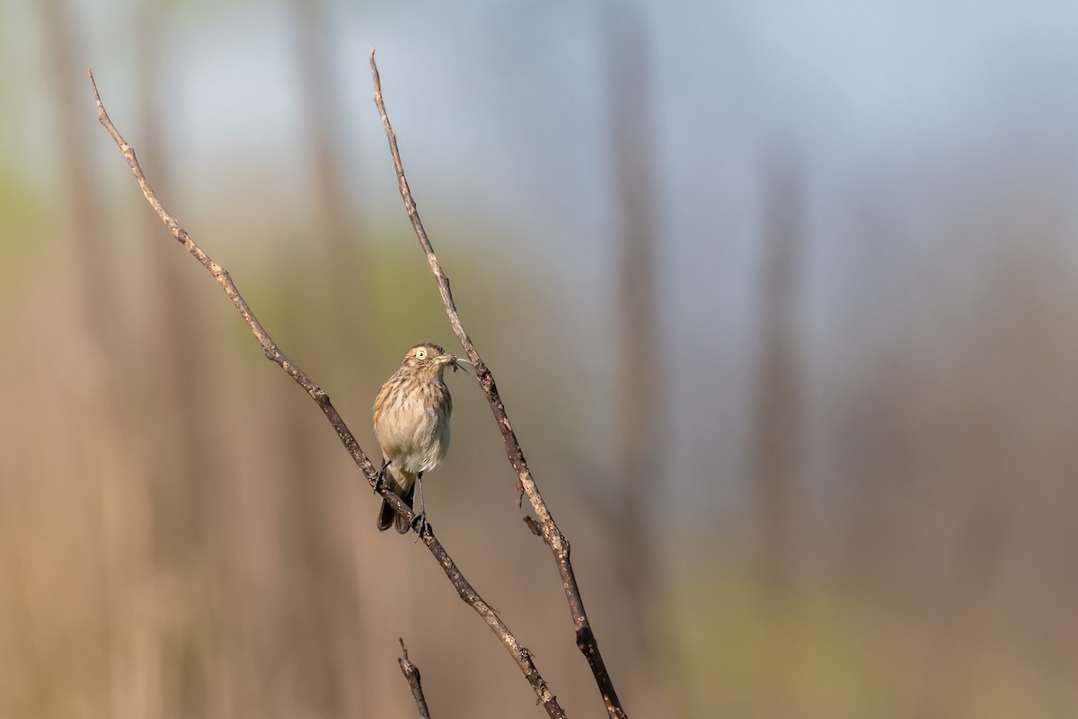 Spectacled Tyrant - ML609153625