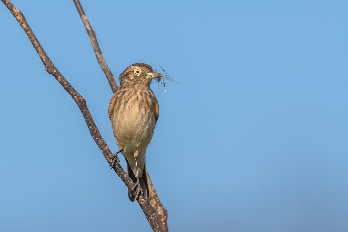 Spectacled Tyrant - ML609153626