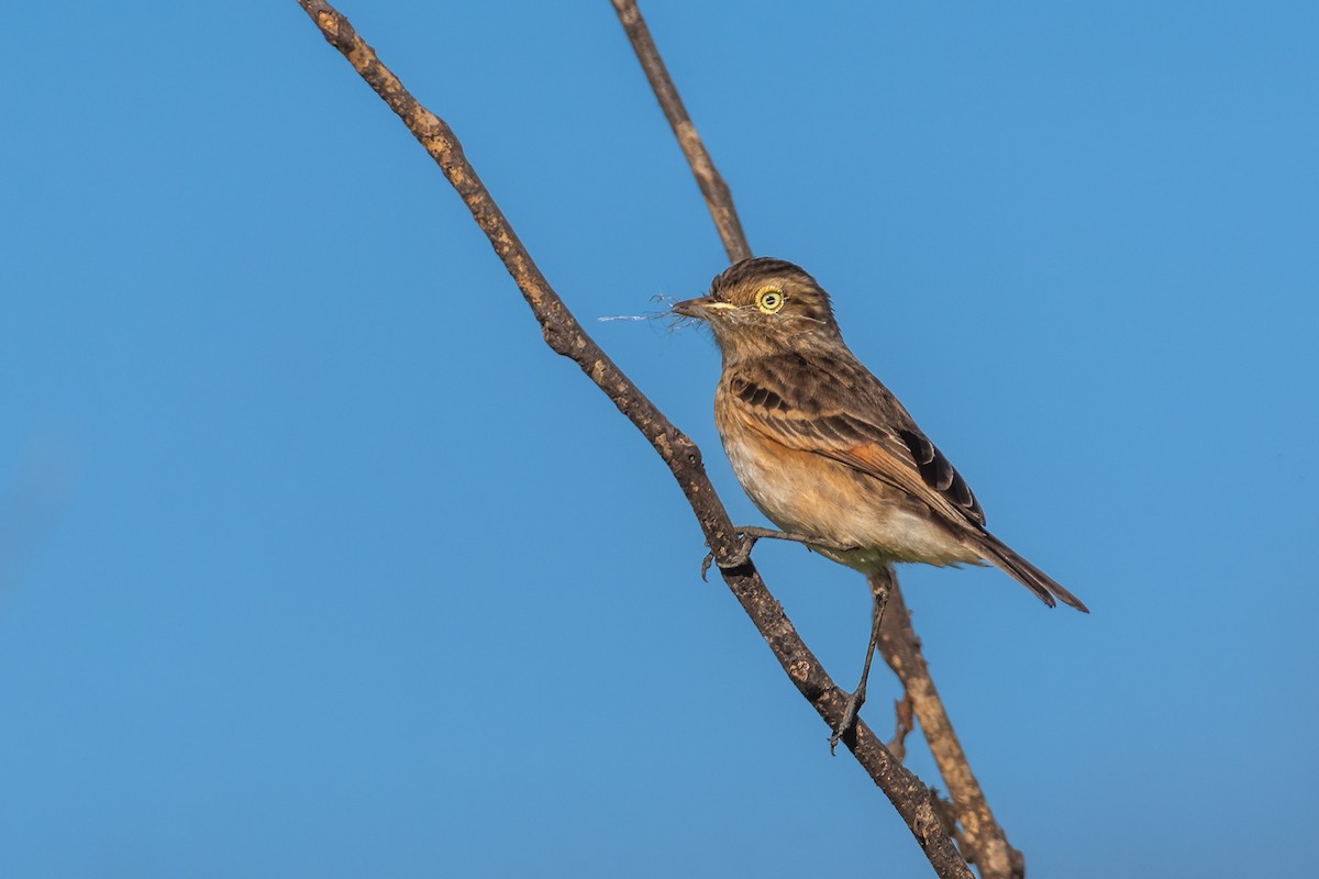 Spectacled Tyrant - ML609153627